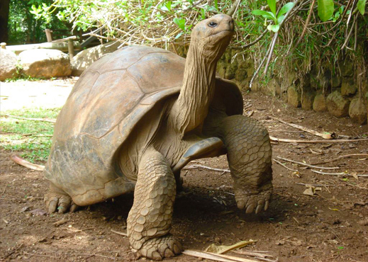 mauritius tortoise